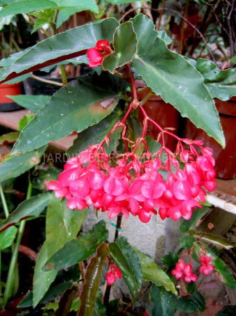 B. ‘Miami’